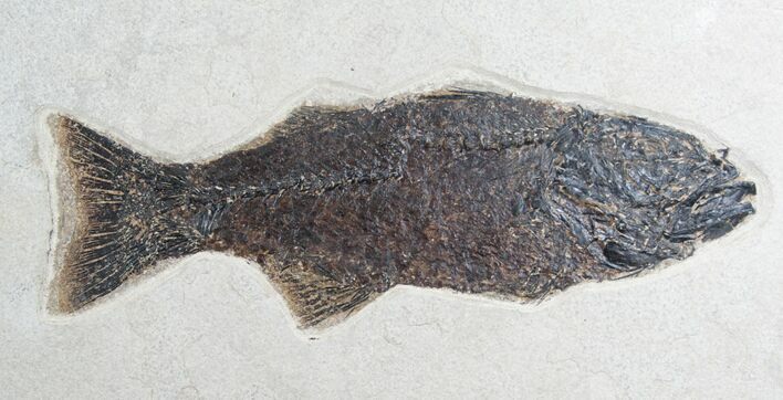 Mioplosus Fish Fossil From Inch Layer #5971